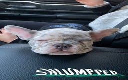 French Bulldog dogs for sale: Royal - Image 8