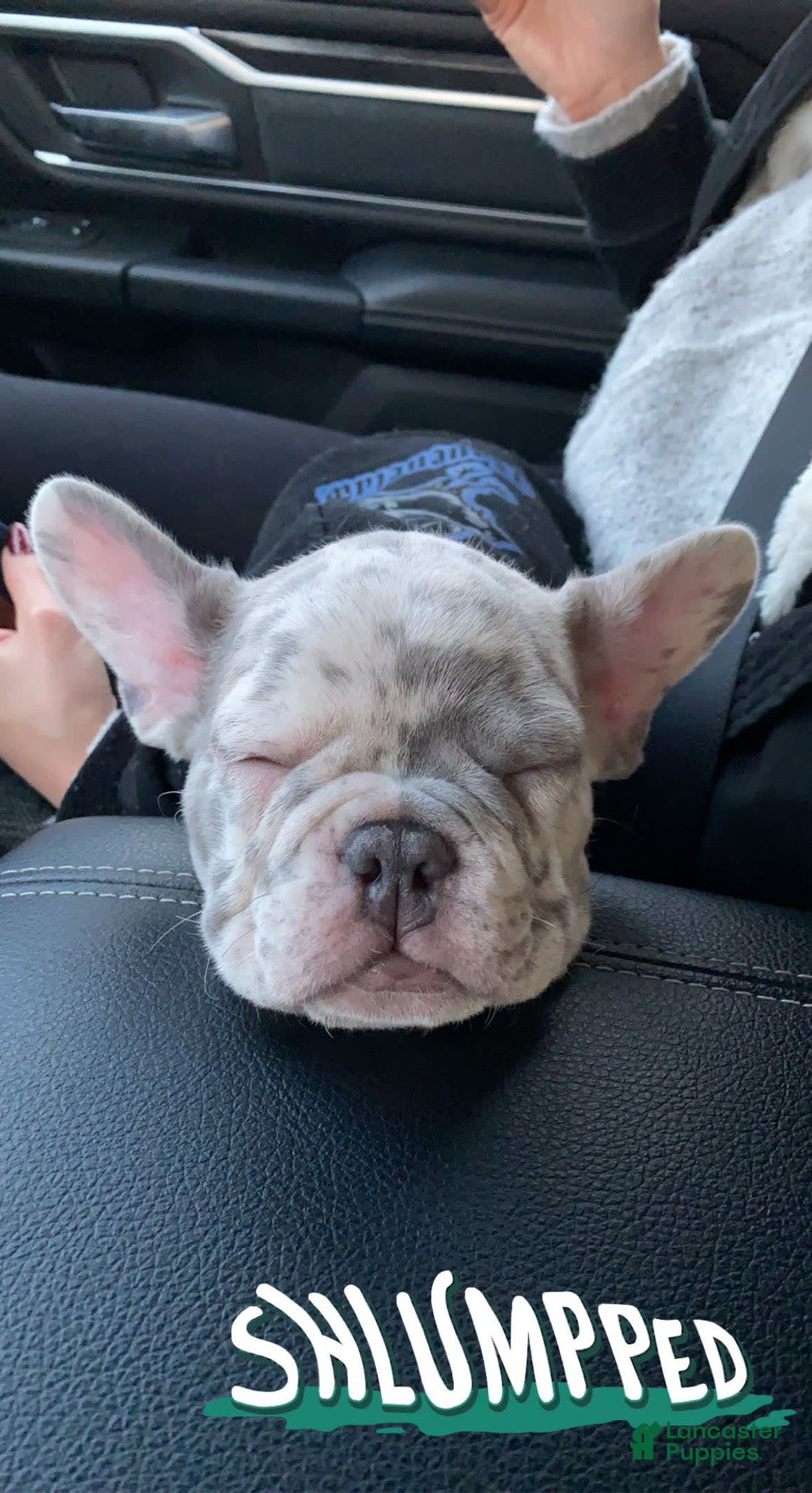 French Bulldog dogs for sale: Royal - Image 8