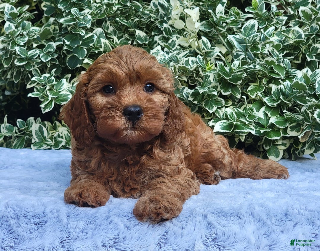 Cavapoo dogs for sale: Cavapoo 5 puppies - Image 4