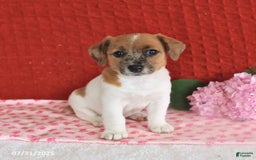 Jack Russell Terrier dogs for sale: Reggie - Image 2