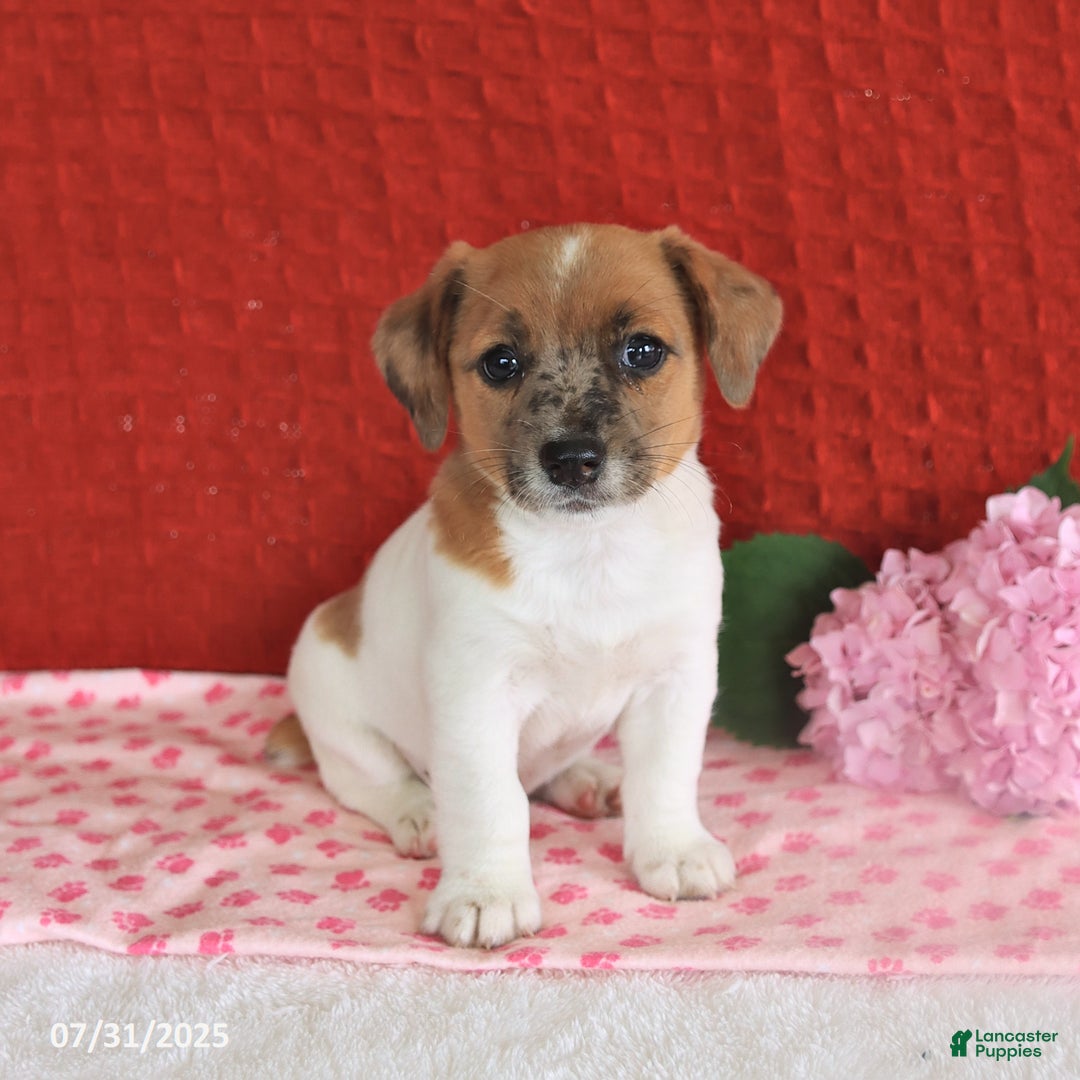 Jack Russell Terrier dogs for sale: Reggie - Image 2