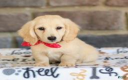Miniature Dachshund dogs for sale: Tucker - Image 7