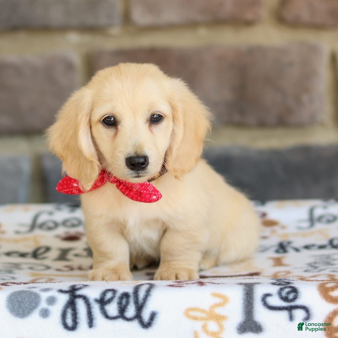 Miniature Dachshund dogs for sale: Tucker - Image 7