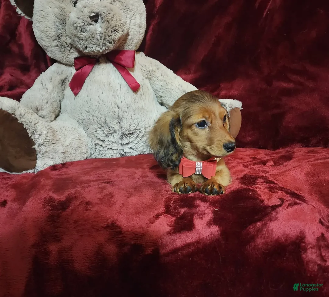 Miniature Dachshund dogs for sale: JOSIE - Image 7