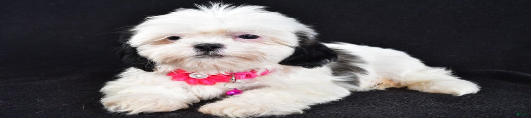 Tammy