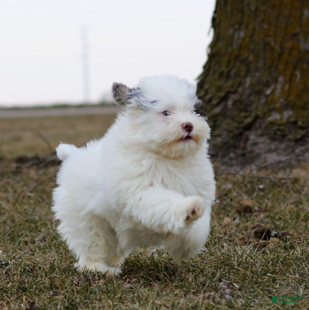 Shihpoo dogs for sale: Billy - Image 5