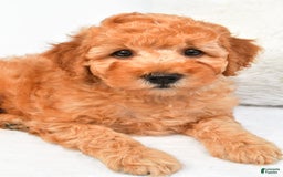 Mini Goldendoodle dogs for sale: Bo - Image 5