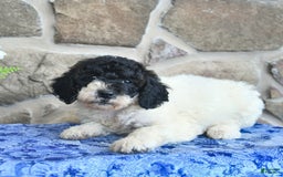 Goldendoodle dogs for sale: Sparkle - Image 3
