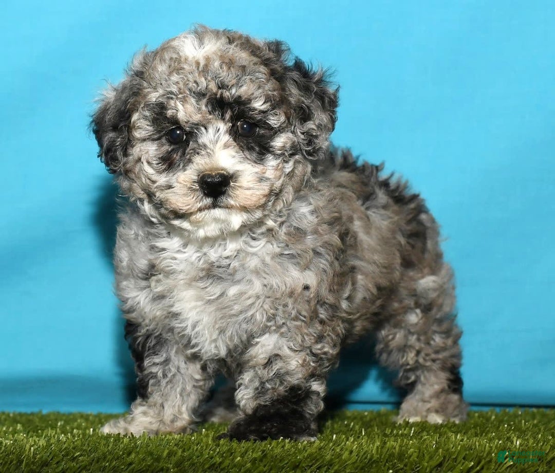 Bichpoo dogs for sale: Minnie - Image 3