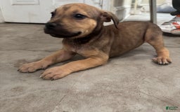 South African Boerboels dogs for sale: Nova - Image 7
