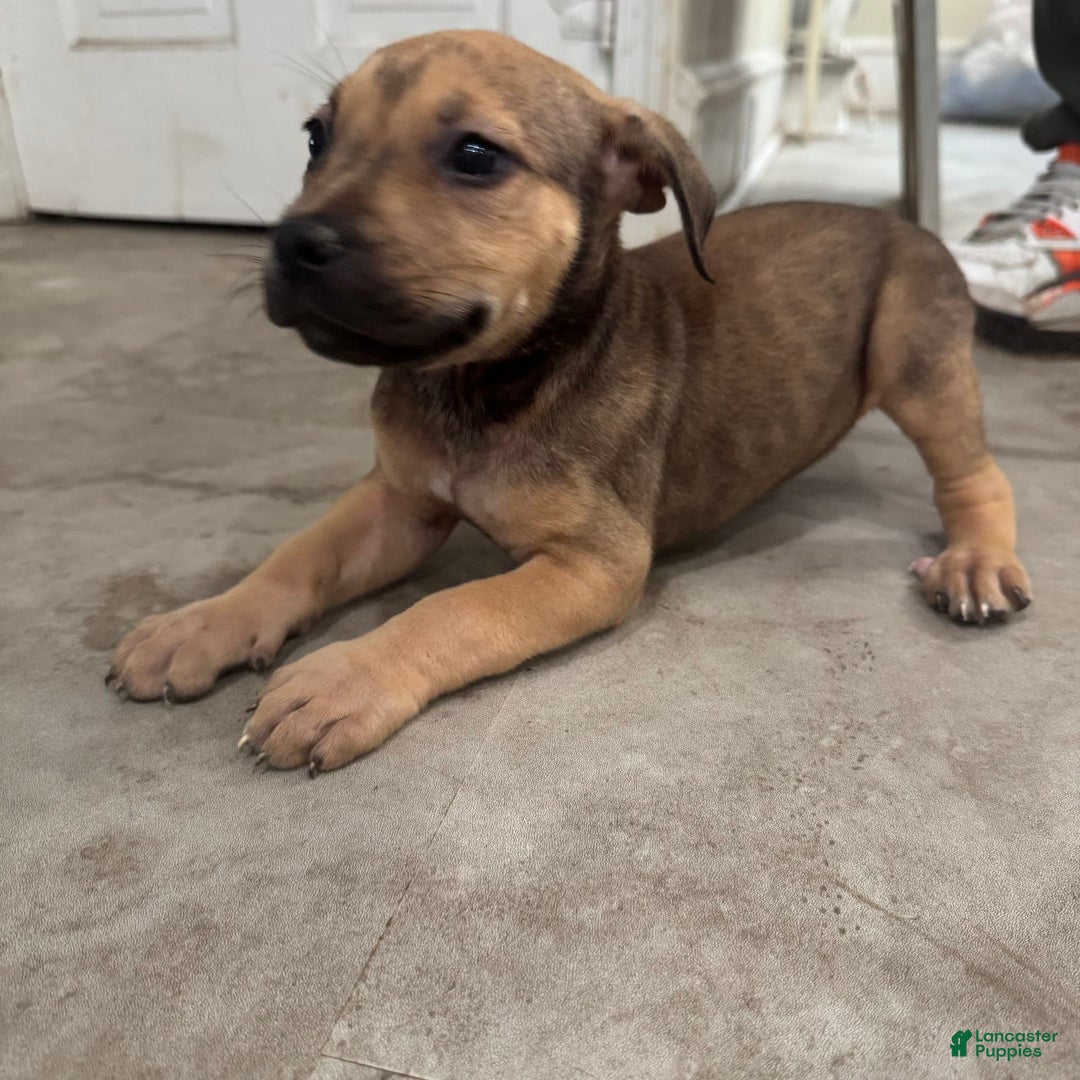 South African Boerboels dogs for sale: Nova - Image 7