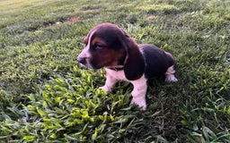Basset Hound dogs for sale: Star - Image 2
