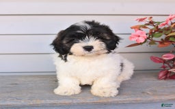 Teddy Bear dogs for sale: Lonnie - Image 1