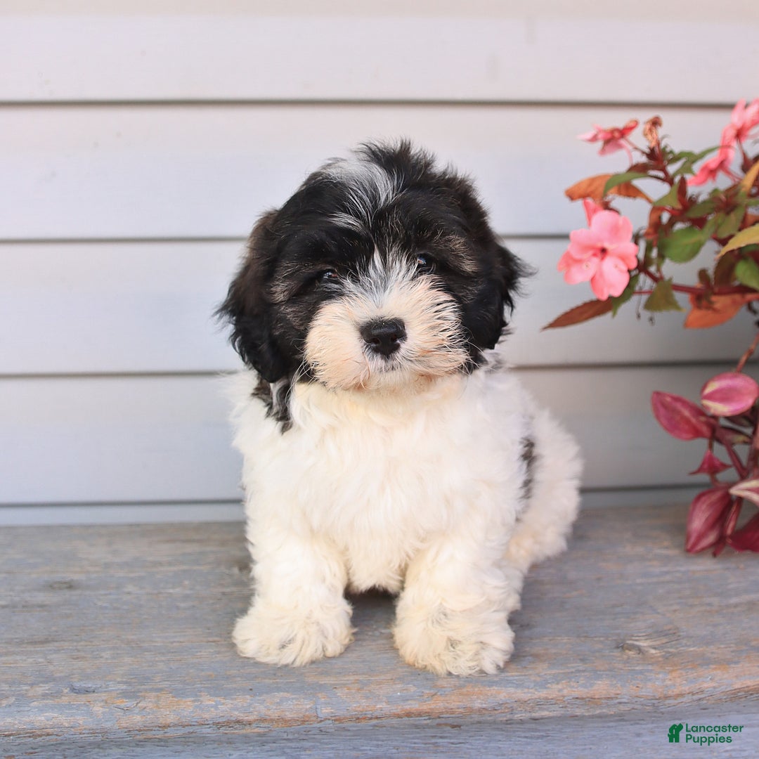 Teddy Bear dogs for sale: Lonnie - Image 1