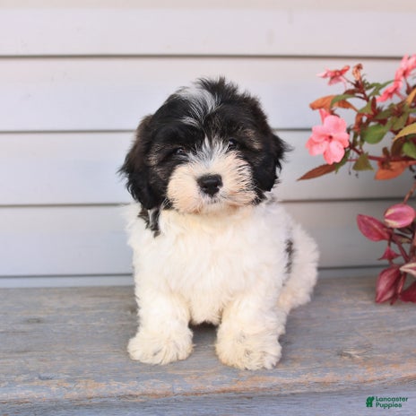 Teddy Bear dogs for sale - Ad 1