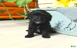 Havapoo dogs for sale: House Raised Billy - Image 15