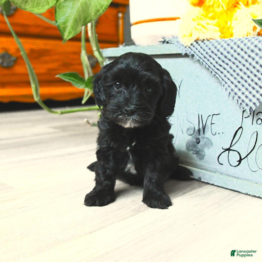Havapoo dogs for sale: House Raised Billy - Image 15