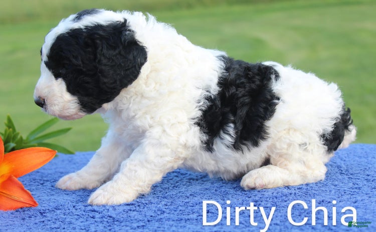 Spanish Water Dog dogs - Advert 5