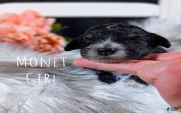 Mini Bernedoodle dogs for sale: Monet - Image 1