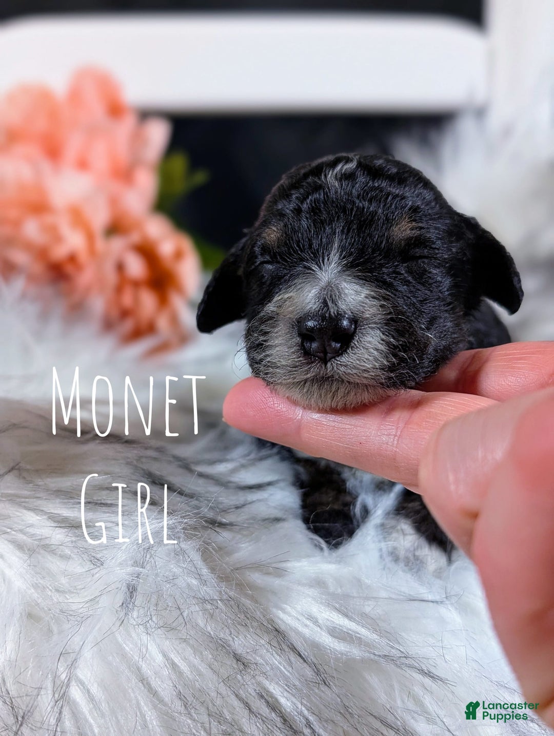 Mini Bernedoodle dogs for sale: Monet - Image 1