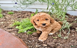 Miniature Poodle dogs for sale: Carmon - House Raised - Image 1