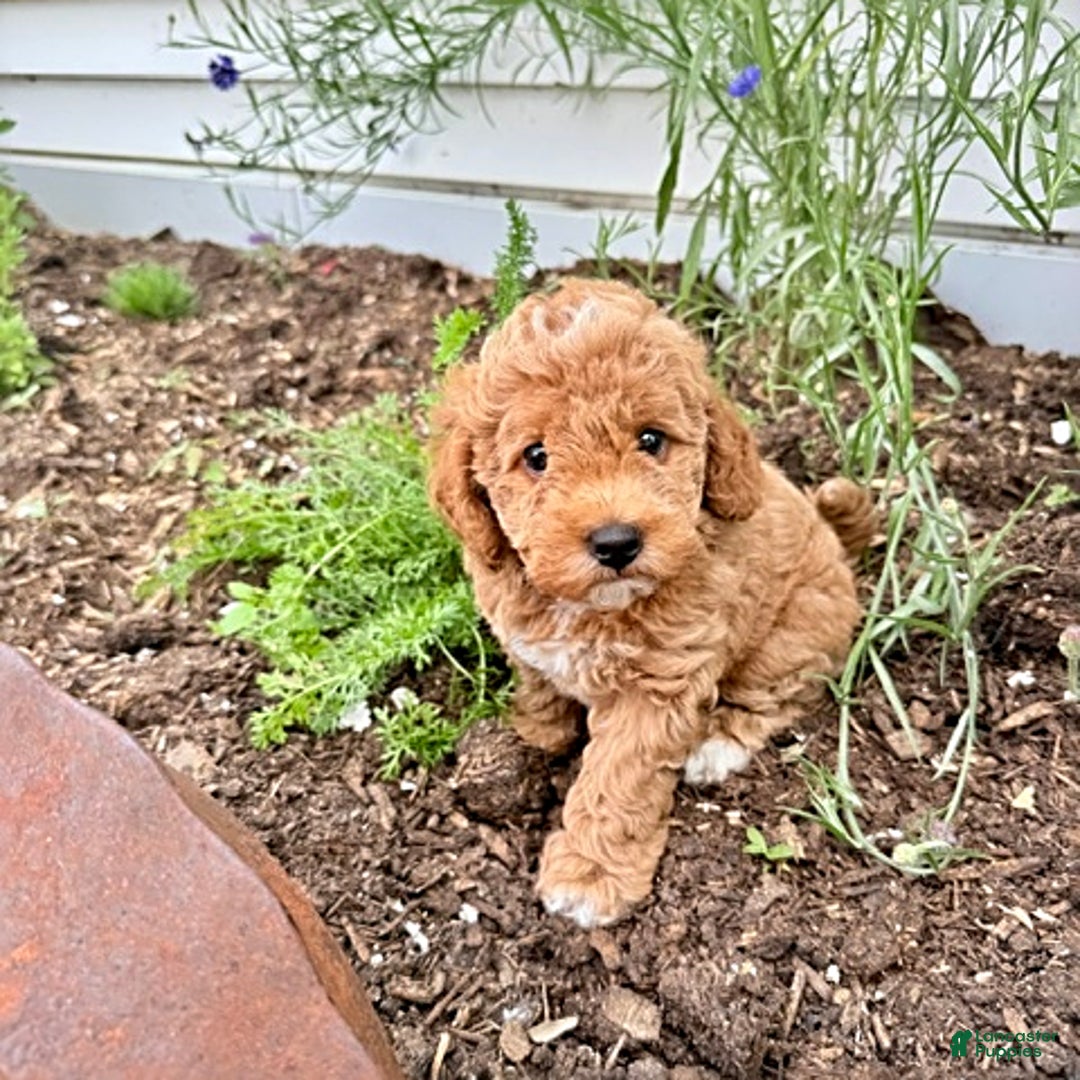 Miniature Poodle dogs for sale: Carmon - House Raised - Image 1
