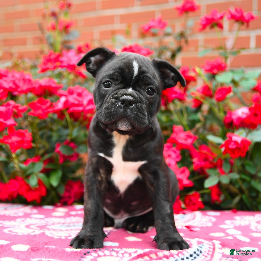 Frenchton dogs for sale: Forde - Image 2