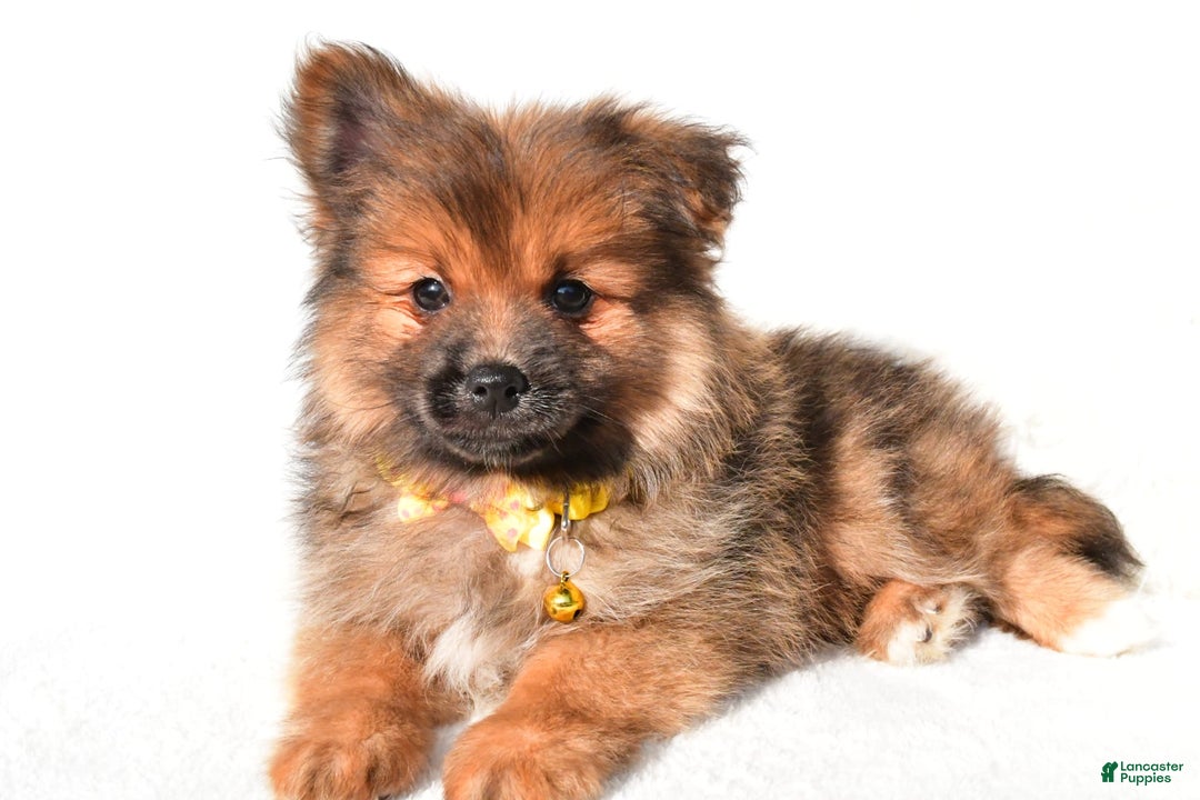 Pomeranian dogs for sale: Bear - Image 1