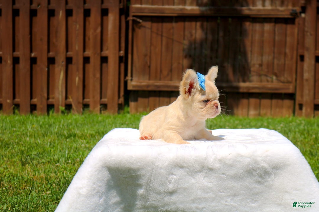 French Bulldog dogs for sale: Snow - Image 5