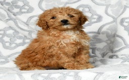 Mini Goldendoodle dogs for sale: Dolly - Image 1