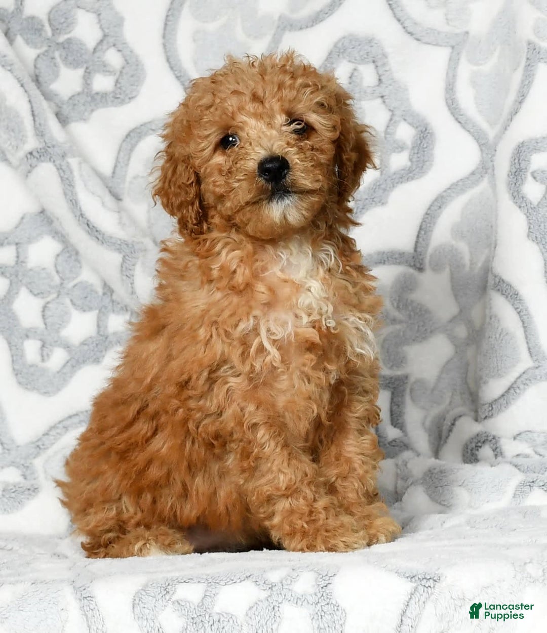 Mini Goldendoodle dogs for sale: Dolly - Image 1