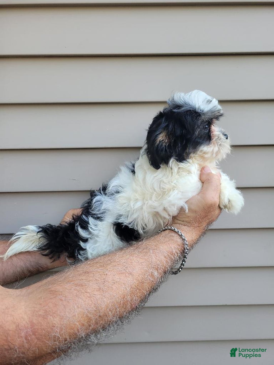 Teddy Bear dogs for sale: Ted - Image 6