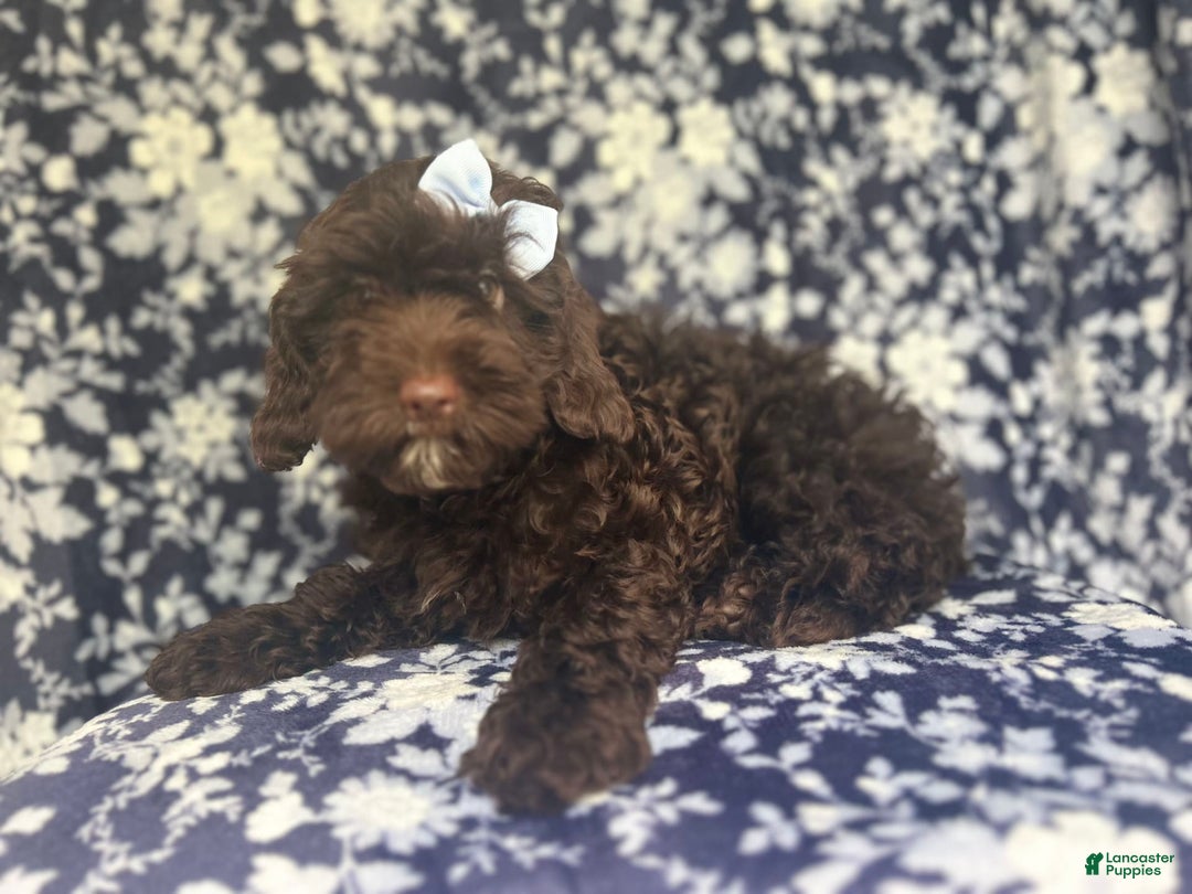 Cockapoo dogs for sale: Birdie - Image 2