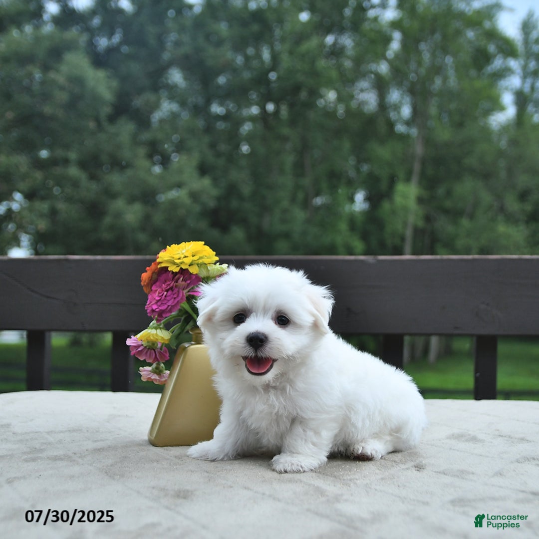 Maltese dogs for sale: Tommy - Image 4