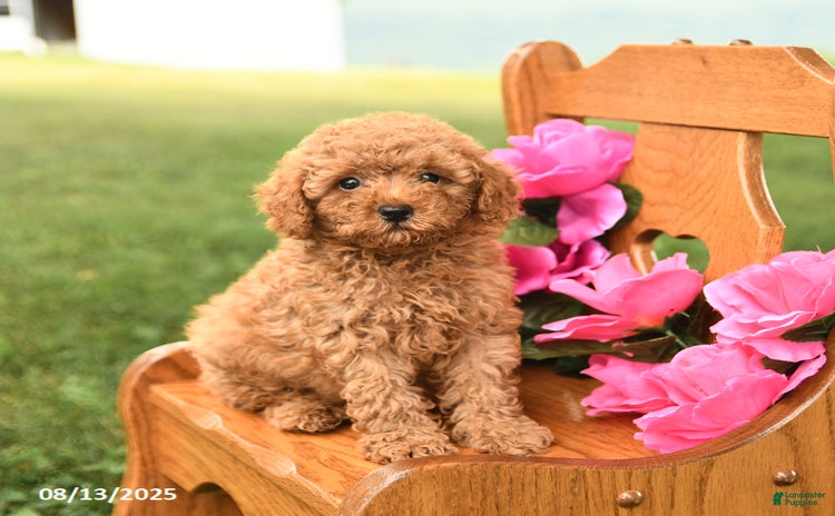 Miniature Poodle dogs for sale - Ad 1