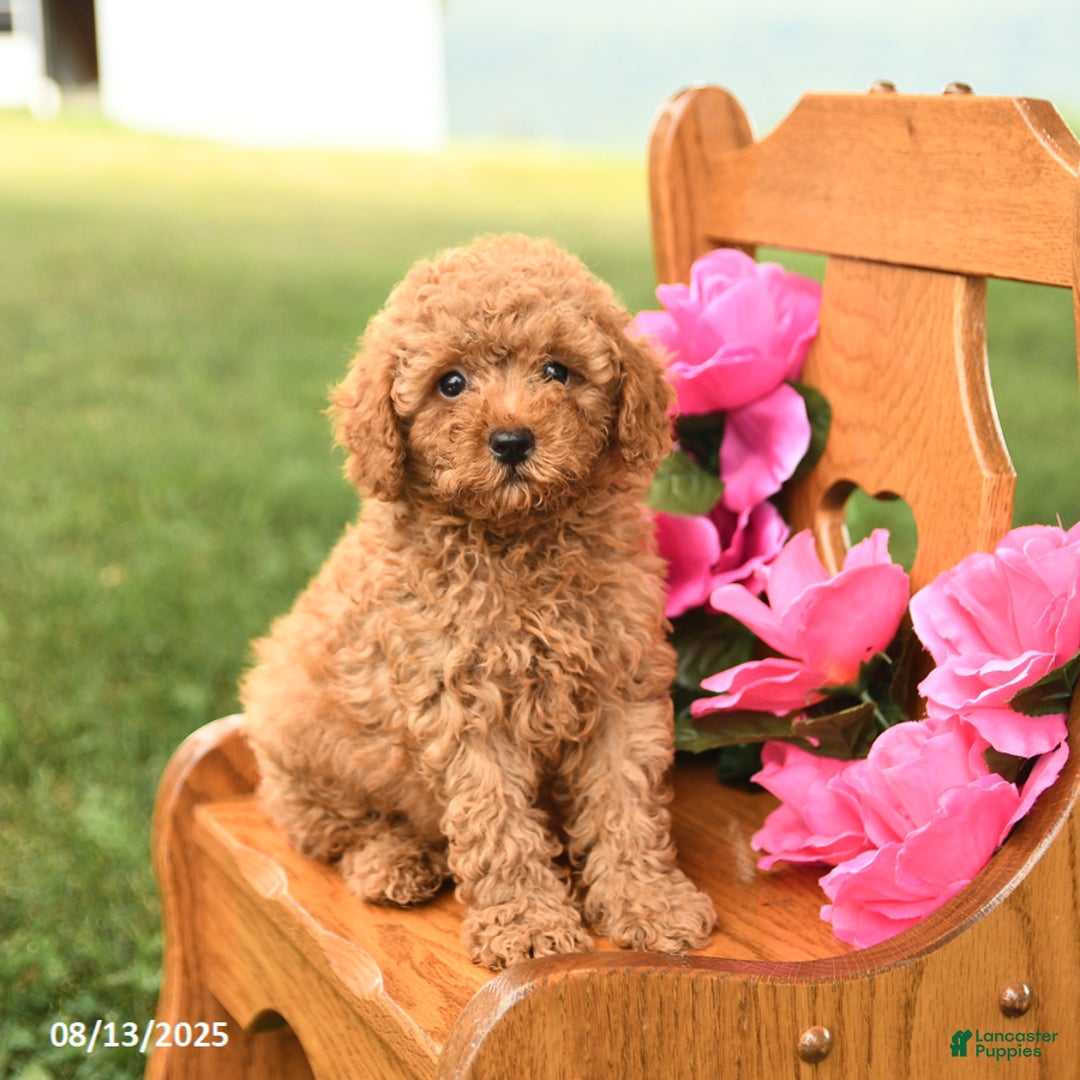 Miniature Poodle dogs for sale: Prince - Image 1