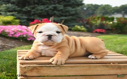 English Bulldog dogs for sale: Clementine - Image 3