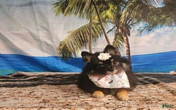Pomeranian dogs for sale: SHELBY - Image 1
