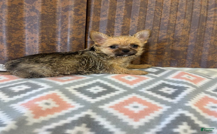 Chihuahua dogs for sale - Ad 2