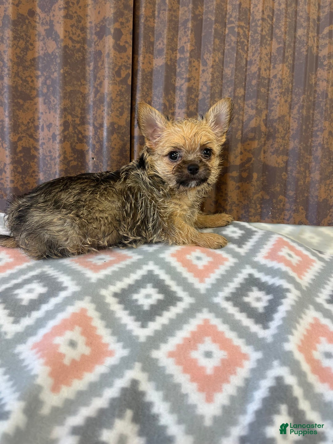 Chihuahua dogs for sale: Catie - Image 1