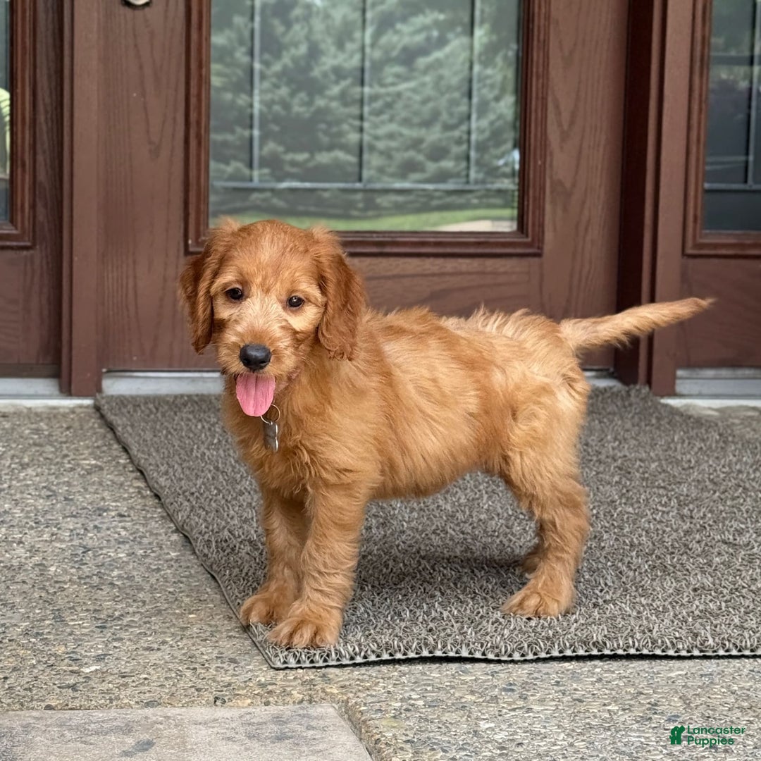 Goldendoodle dogs for sale: Ember - Image 10