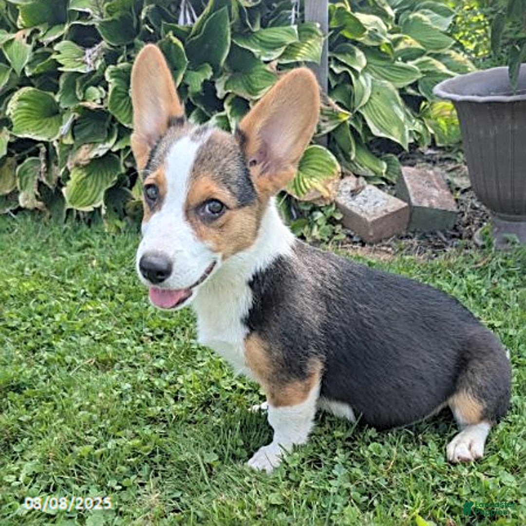 Welsh Corgi Pembroke dogs for sale: Charlie - Image 4