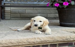 Golden Retriever dogs for sale: Henry - Image 5