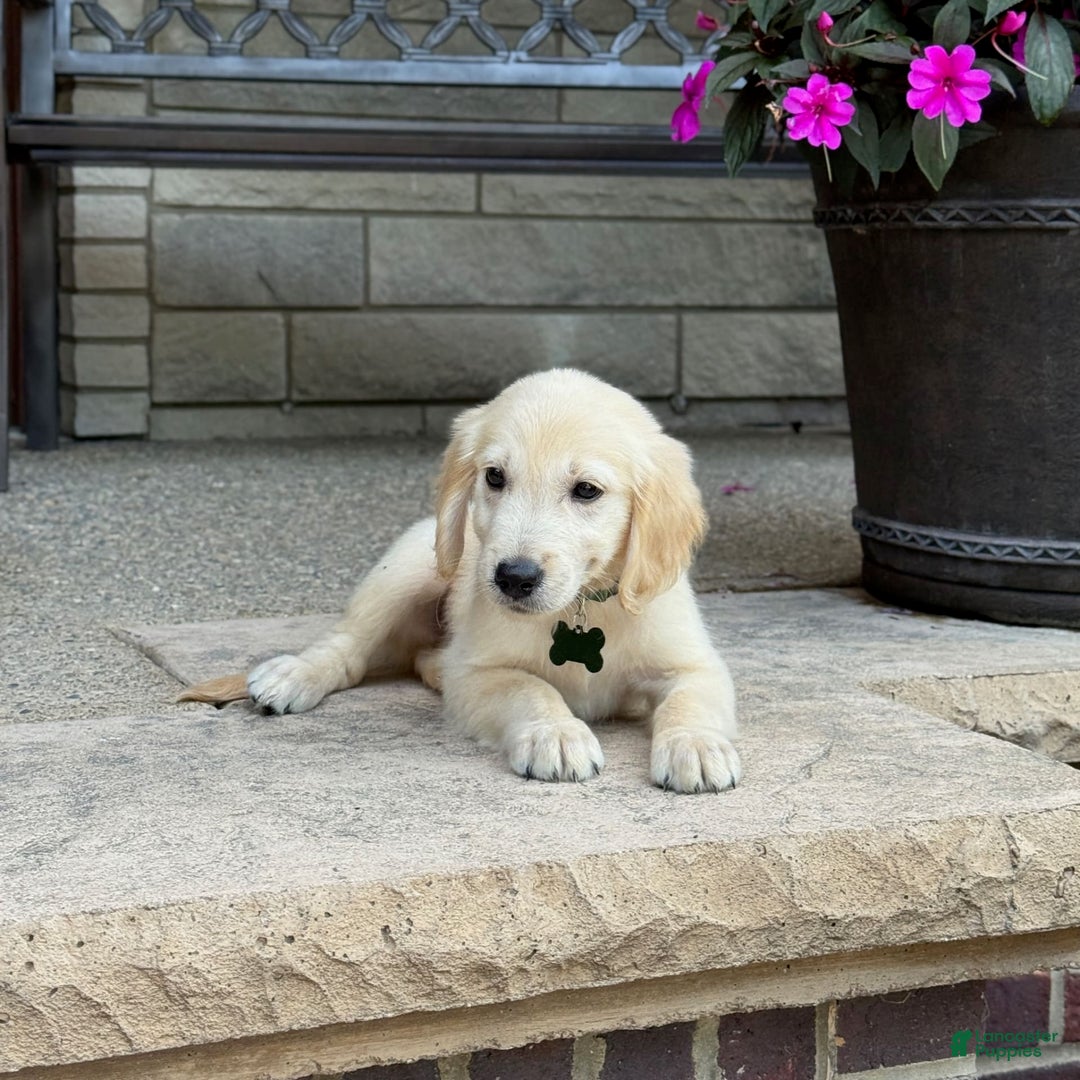 Golden Retriever dogs for sale: Henry - Image 5