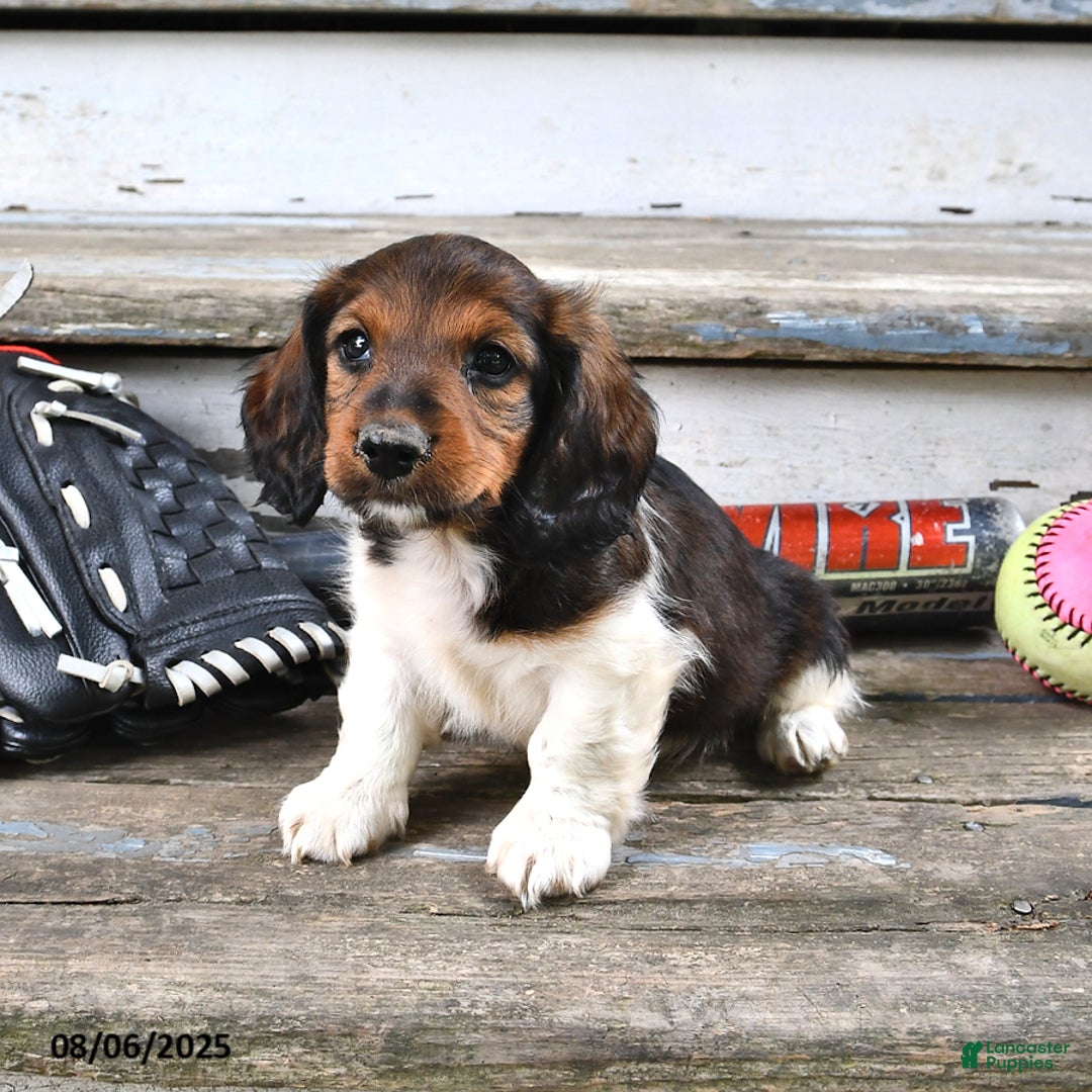 Miniature Dachshund dogs for sale: Caden - Image 5