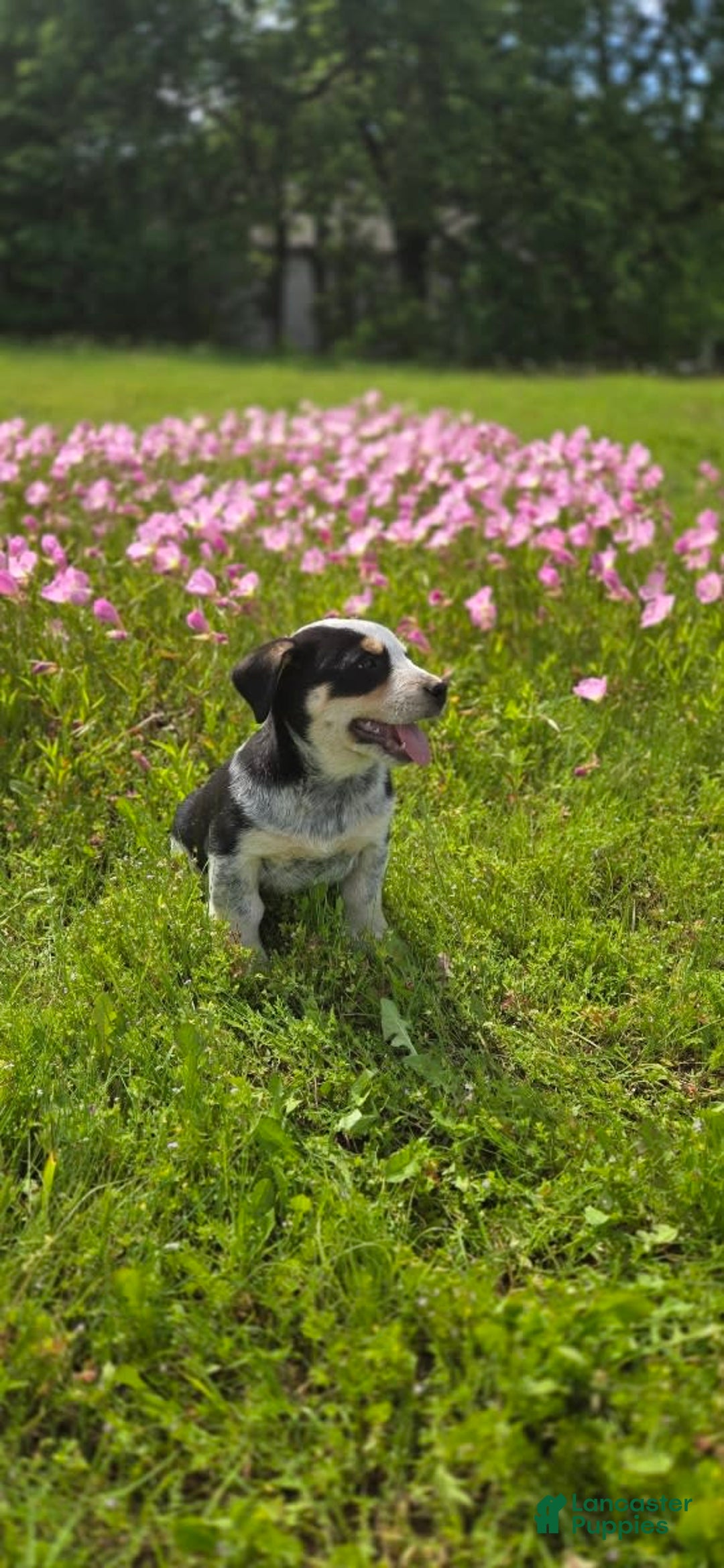 Australian Shepherd dogs for sale: Jose - Image 6