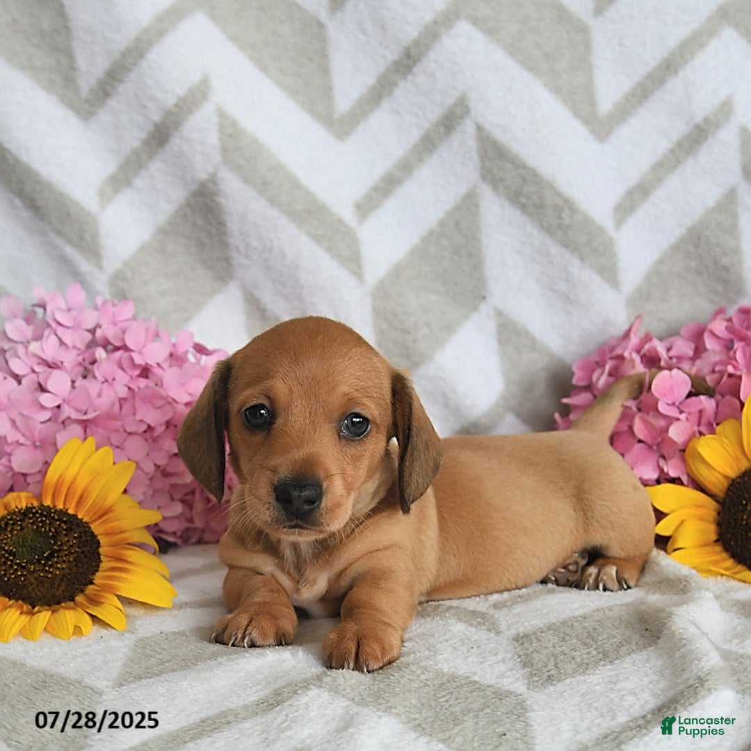 Miniature Dachshund dogs for sale: Rainey - Image 3