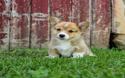 Welsh Corgi Pembroke dogs for sale: Welsh Corgi (Pembroke) 8 puppies - Image 5
