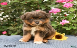 Smooth Fox Terrier dogs for sale: Oliver - Image 3