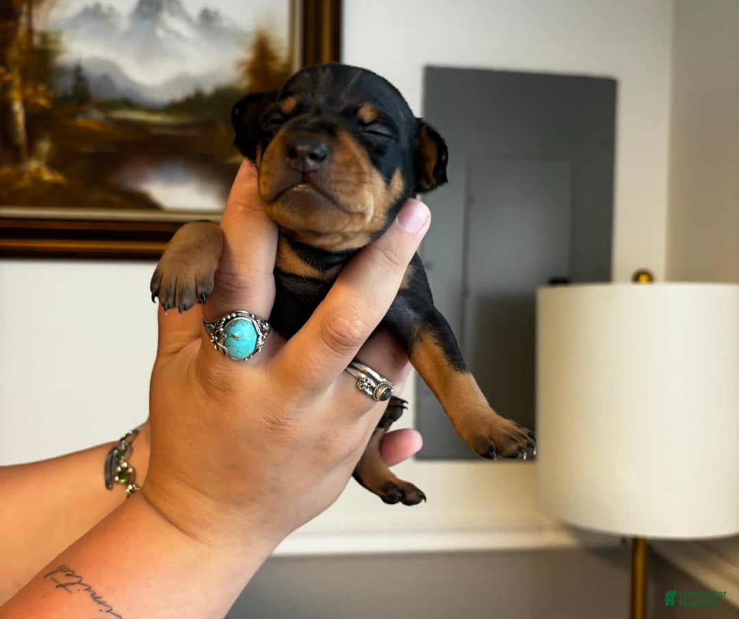 Miniature Pinscher dogs for sale: Hank - Image 1